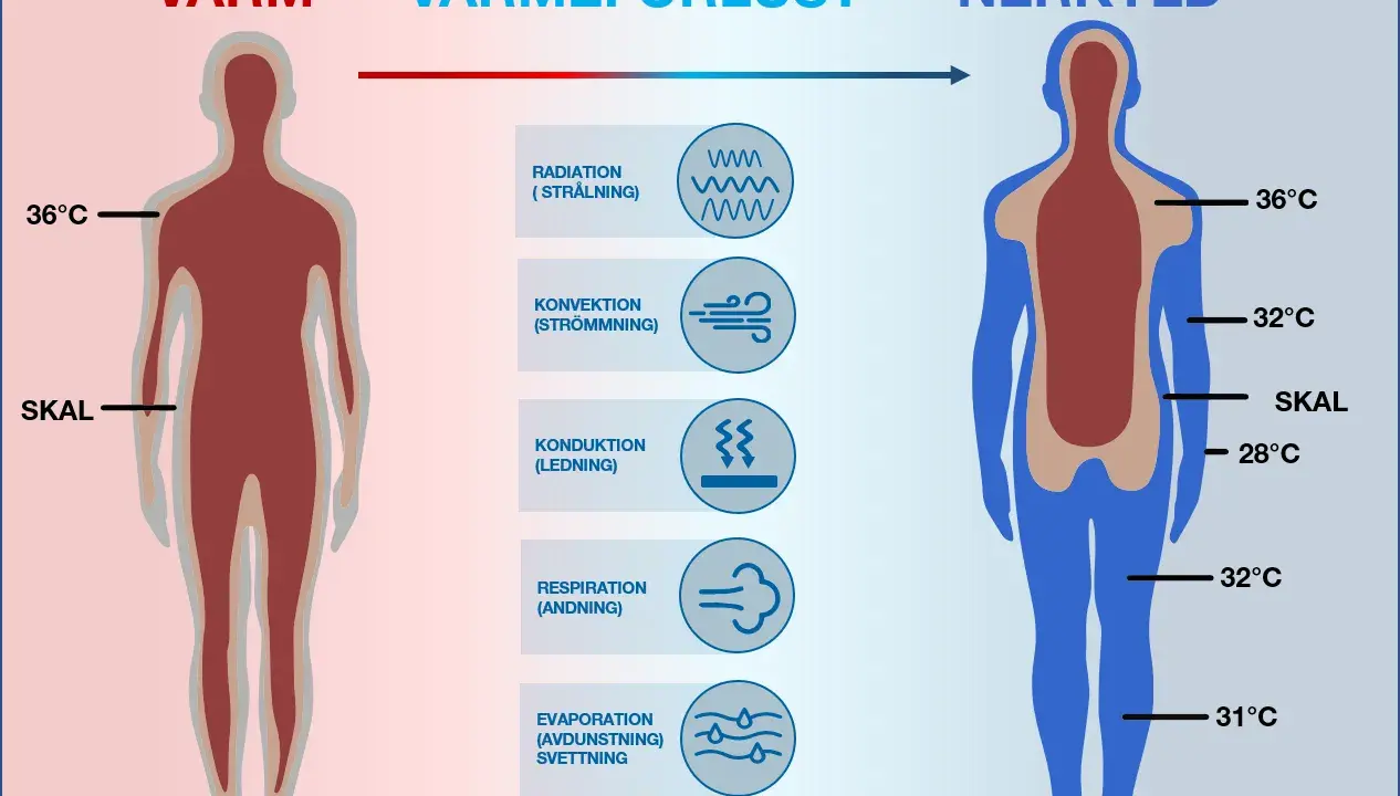 Diagrammet visar hur kroppen förlorar värme. Till vänster en varm kropp, till höger en nedkyld kropp med lägre kroppstemperatur.