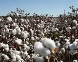 Ett fält med fluffig, vit bomull under en klarblå himmel. BCI bomull växer frodigt och redo för skörd.