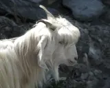 En vit get med lång, böljande päls som påminner om kashmir ull. Dess horn är böjda bakåt och dess ögon är ljusa.