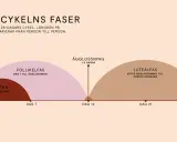 Grafisk illustration av menscykelns faser, från mens till ägglossning och lutealfas. Längden på menscykeln kan variera, vilket kan leda till oregelbunden mens.