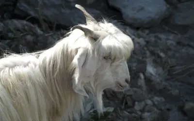 En vit get med lång, böljande päls som påminner om kashmir ull. Dess horn är böjda bakåt och dess ögon är ljusa.