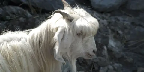 En vit get med lång, böljande päls som påminner om kashmir ull. Dess horn är böjda bakåt och dess ögon är ljusa.