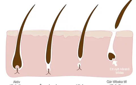 Illustration av hårets tillväxtcykel, från aktiv tillväxt till vilofas. Kan relateras till håravfall vid klimakteriet.
