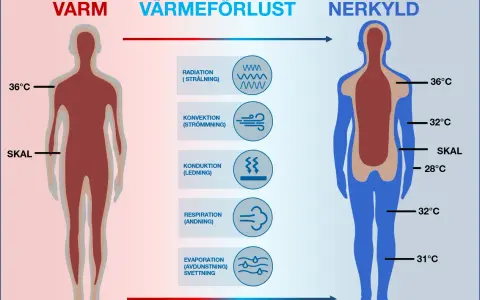 Diagrammet visar hur kroppen förlorar värme. Till vänster en varm kropp, till höger en nedkyld kropp med lägre kroppstemperatur.