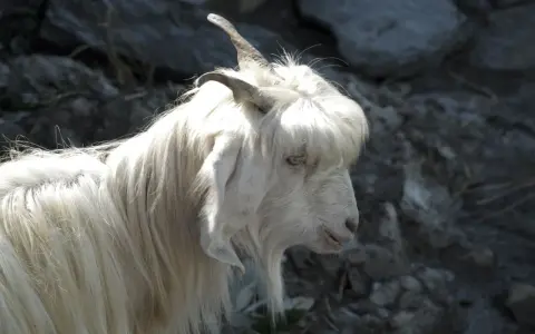 En vit get med lång, böljande päls som påminner om kashmir ull. Dess horn är böjda bakåt och dess ögon är ljusa.