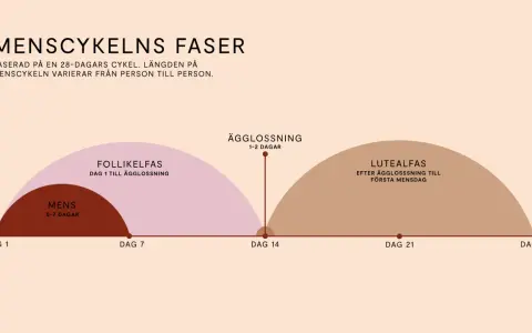 Grafisk illustration av menscykelns faser, från mens till ägglossning och lutealfas. Längden på menscykeln kan variera, vilket kan leda till oregelbunden mens.