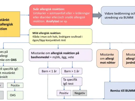 Flödesschema för misstänkt matallergisk reaktion, inklusive symtom och utredning. Kan vara relevant vid allergi mot katt.