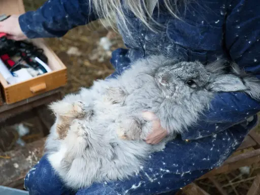 En person håller en fluffig kanin, vars päls liknar mjukt tyg av angoraull.