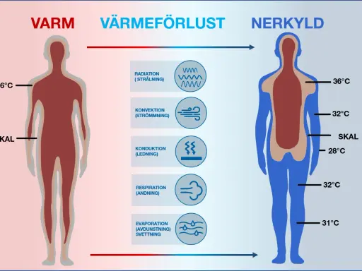 Diagrammet visar hur kroppen förlorar värme. Till vänster en varm kropp, till höger en nedkyld kropp med lägre kroppstemperatur.
