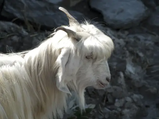 En vit get med lång, böljande päls som påminner om kashmir ull. Dess horn är böjda bakåt och dess ögon är ljusa.