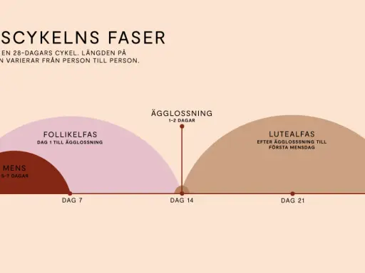 Grafisk illustration av menscykelns faser, från mens till ägglossning och lutealfas. Längden på menscykeln kan variera, vilket kan leda till oregelbunden mens.