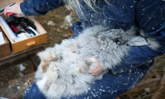 En person håller en fluffig kanin, vars päls liknar mjukt tyg av angoraull.