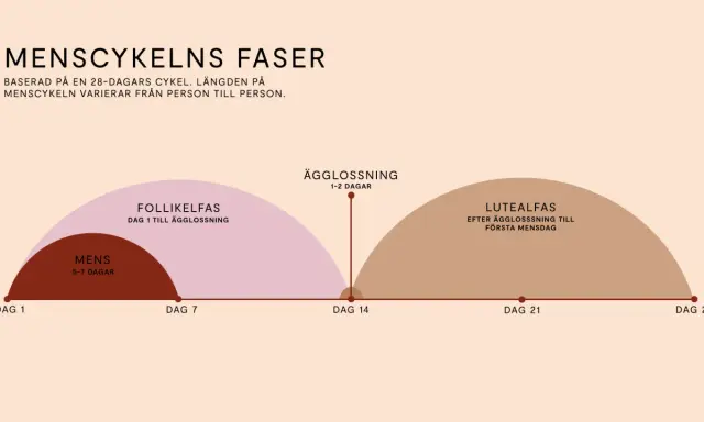 Grafisk illustration av menscykelns faser, från mens till ägglossning och lutealfas. Längden på menscykeln kan variera, vilket kan leda till oregelbunden mens.