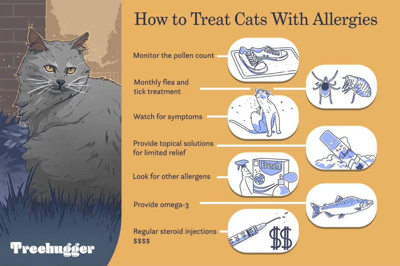En grå katt sitter bredvid en lista över hur man behandlar kattallergi, inklusive tips som övervaka pollen, fästingbehandling och omega-3.