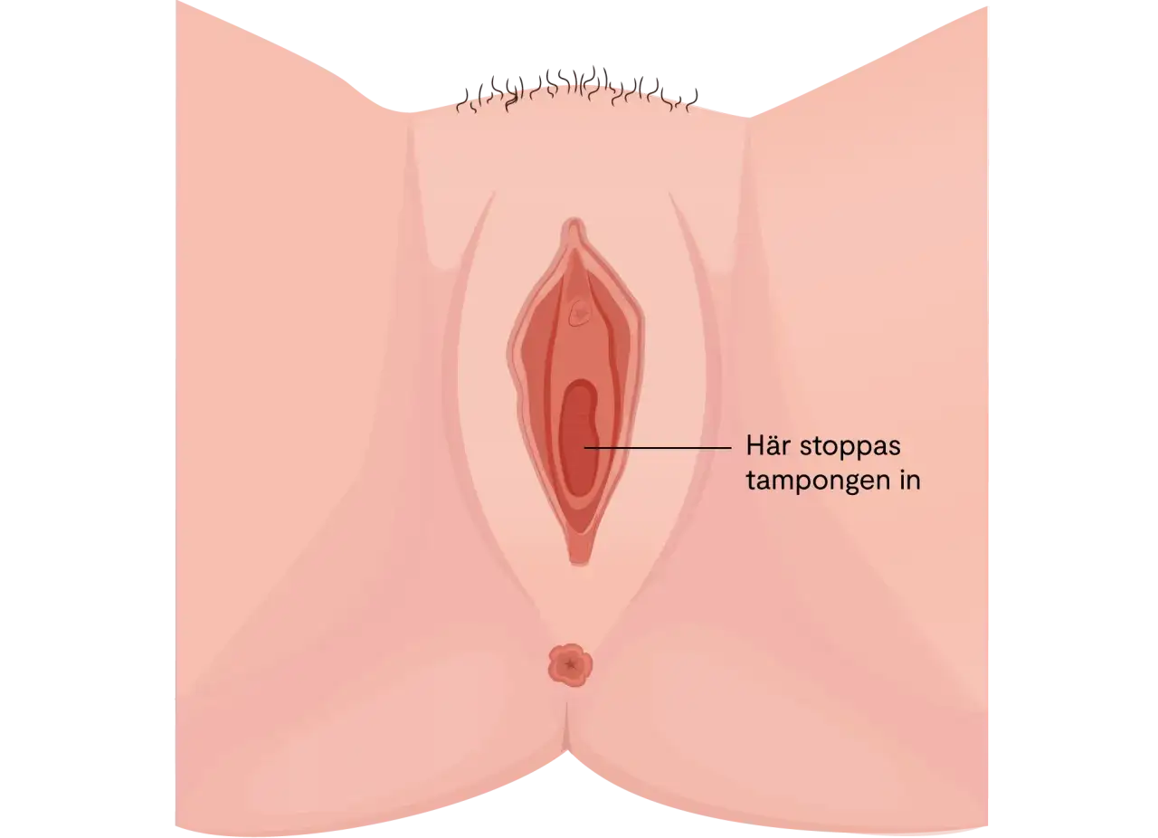 Illustration av en vulva med texten 