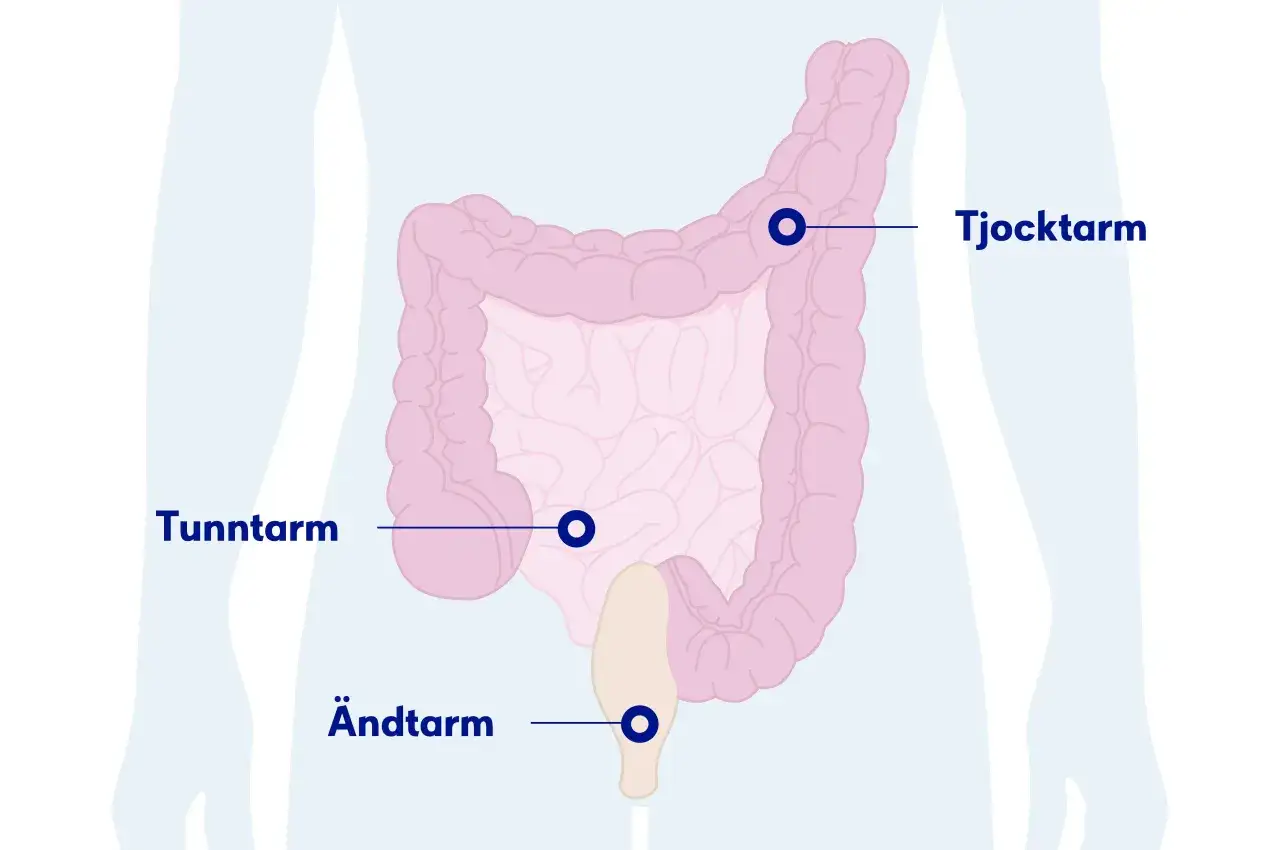Illustration av tarmarna: tunntarm, tjocktarm och &auml;ndtarm. Kan vara en orsak till ont i nedre delen av magen.