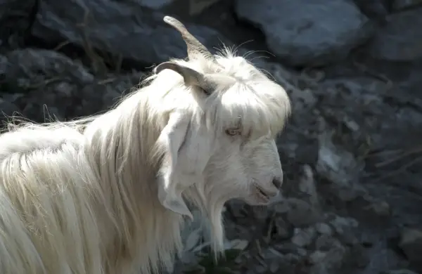 En vit get med lång, böljande päls som påminner om kashmir ull. Dess horn är böjda bakåt och dess ögon är ljusa.